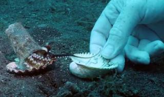 章鱼拆贝壳当房门